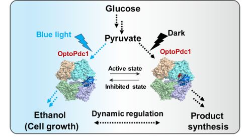 酿酒酵母代谢通量动态调控研究获突破，自然科学研究再添新篇章