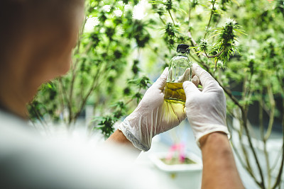大麻植物CBD成分的医学提取与自然科学研究进展